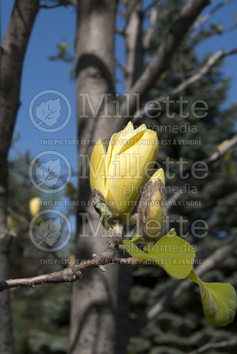 Magnolia Golden Goblet (Magnolia) 1  