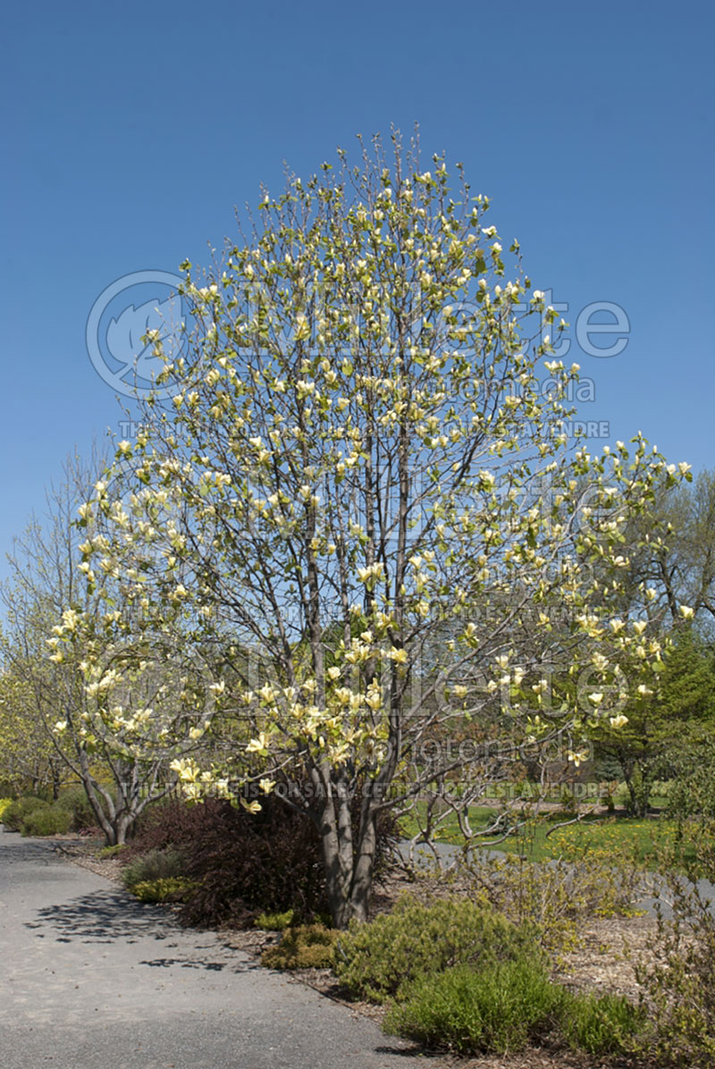 Magnolia Golden Sun (Magnolia) 2  