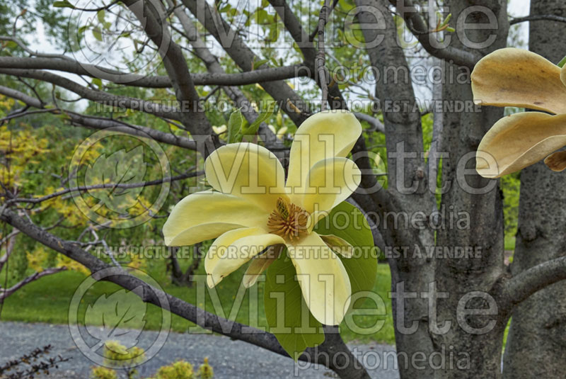 Magnolia Golden Sun (Magnolia) 3  