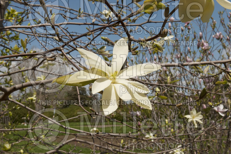 Magnolia Gold Star (Magnolia) 1  