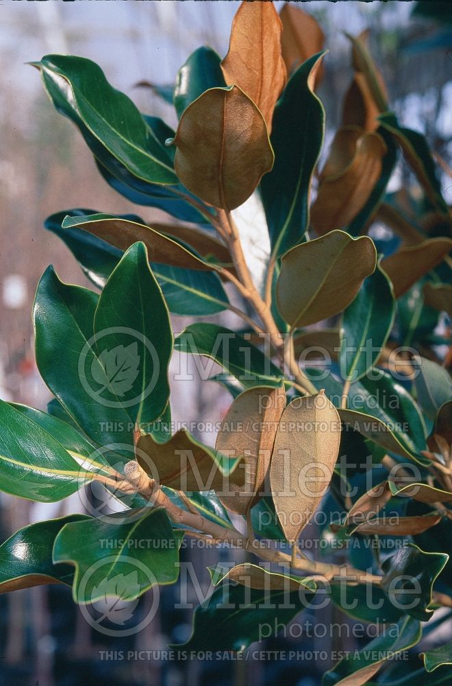 Magnolia Little Gem (Magnolia) 4  