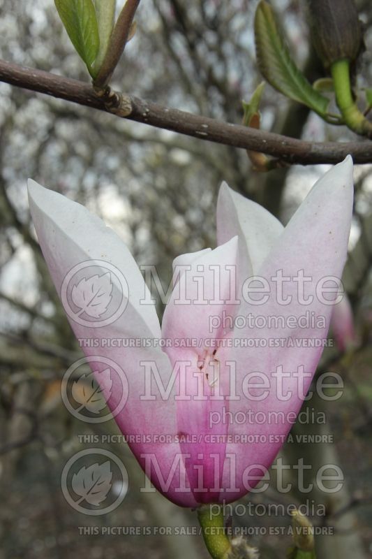 Magnolia Heaven Scent (Magnolia) 1  