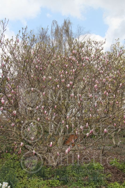 Magnolia Heaven Scent (Magnolia) 3  