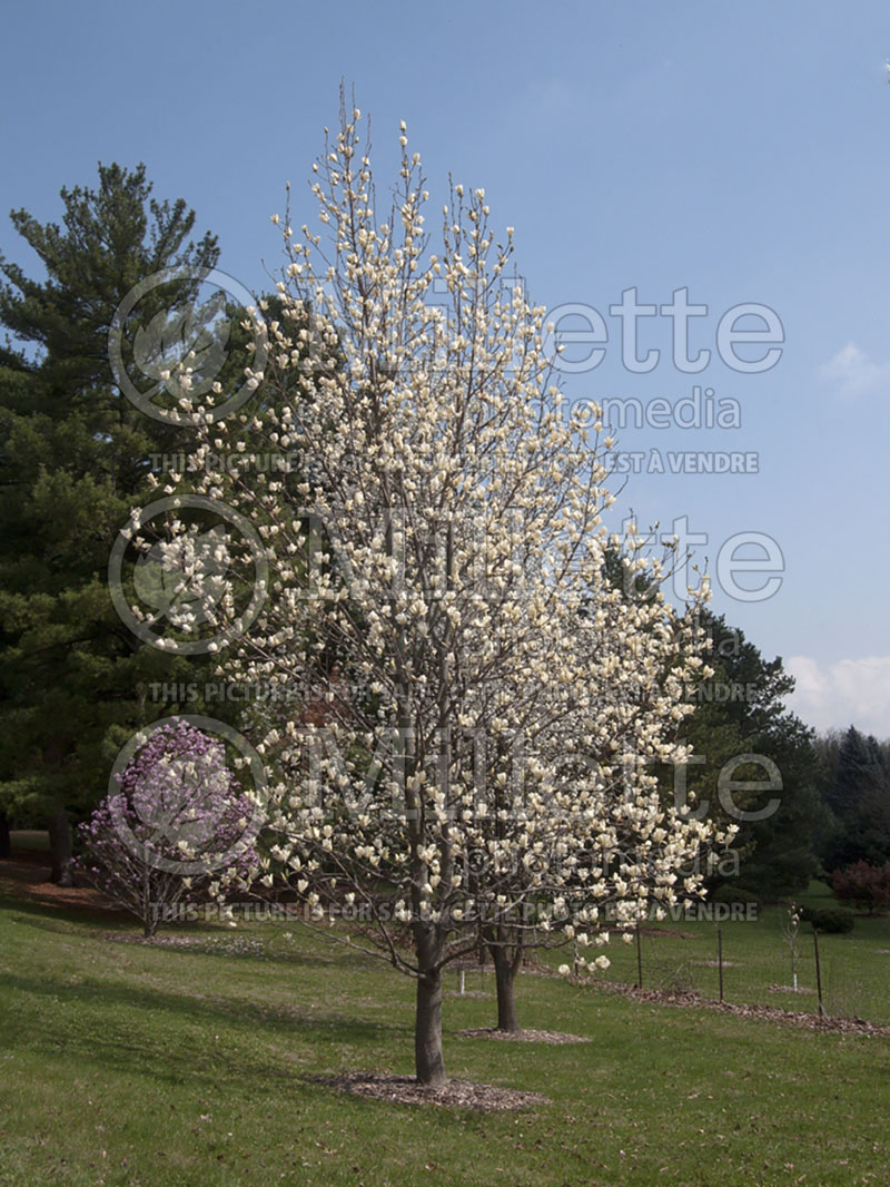 Magnolia Ivory Chalice (Magnolia) 1  