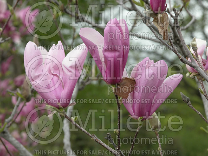 Magnolia Jane (Magnolia) 1  