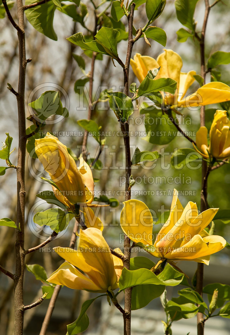 Magnolia Judy Zuk (Magnolia) 1  