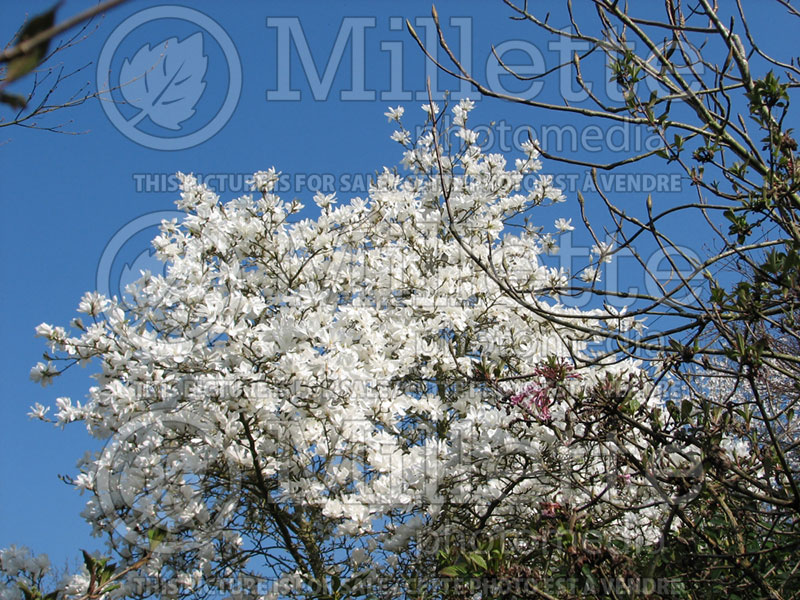 Magnolia Donna (Magnolia) 1  