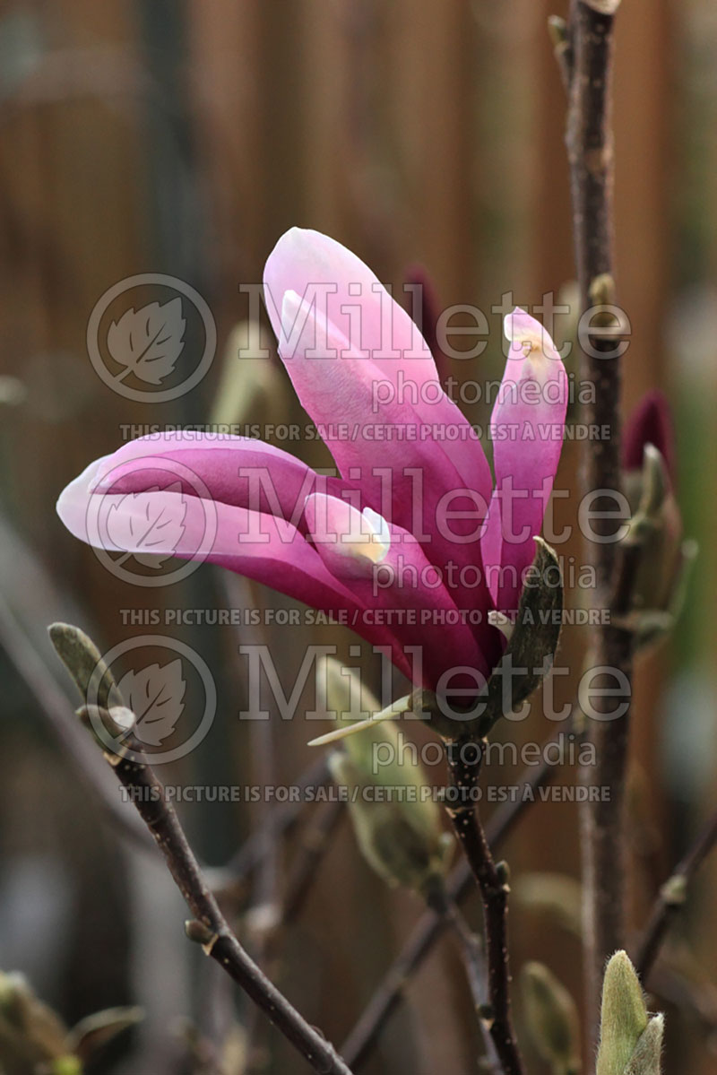 Magnolia Nigra (magnolia) 1  