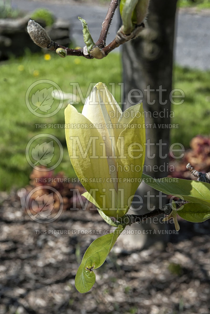 Magnolia Limelight (Magnolia) 3  