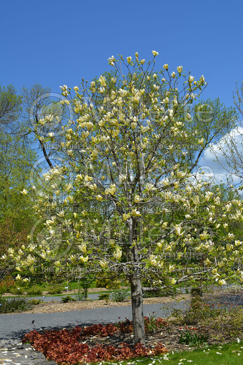 Magnolia Limelight (Magnolia) 2  