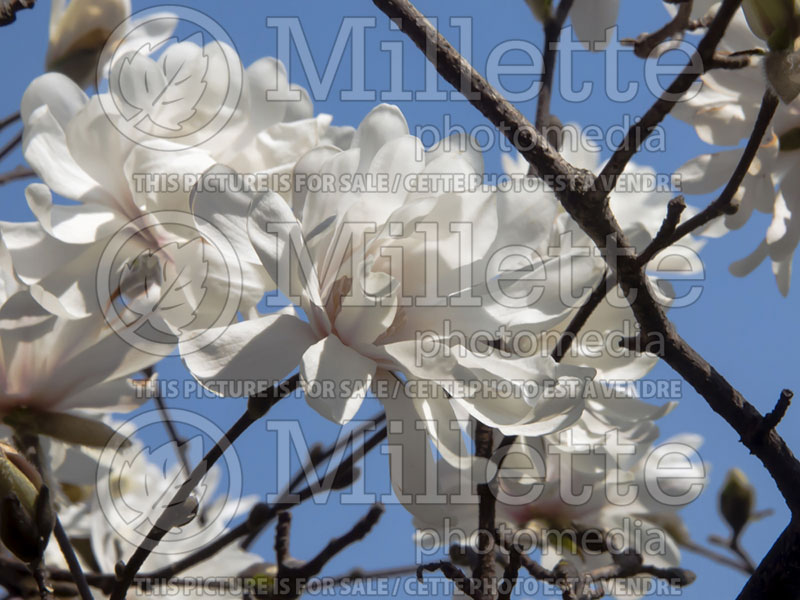 Magnolia Ballerina (Tulip Tree) 1  