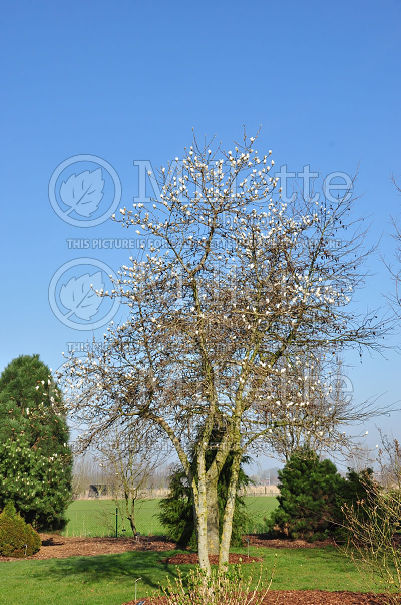 Magnolia Grayswood (Magnolia) 1  