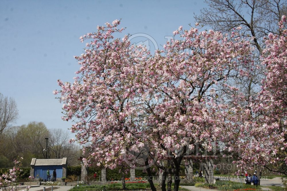 Magnolia Leonard Messel (Magnolia) 9  