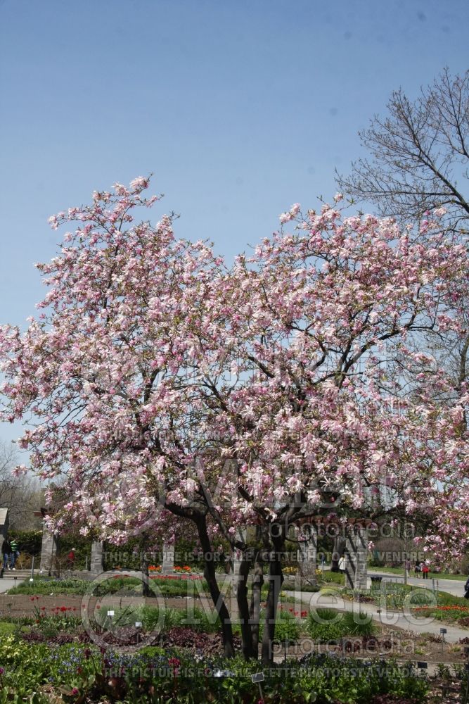 Magnolia Leonard Messel (Magnolia) 10  