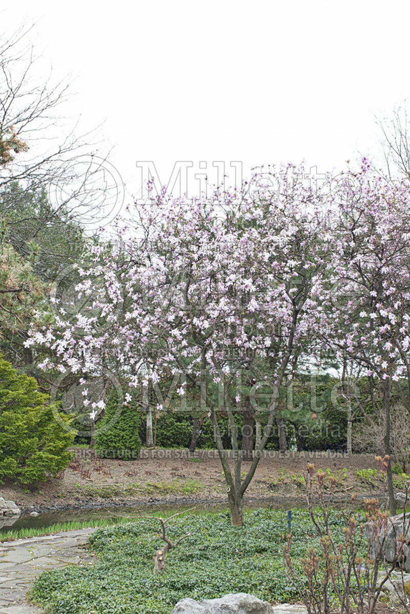 Magnolia Leonard Messel (Magnolia) 3  