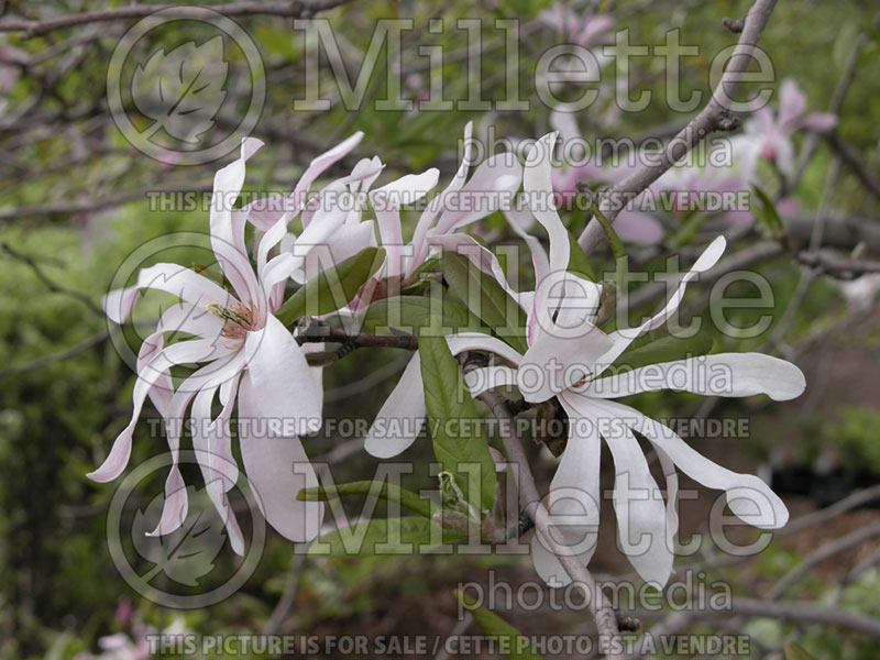 Magnolia Leonard Messel (Magnolia) 2  