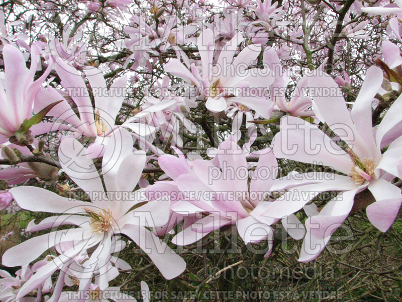 Magnolia Leonard Messel (Magnolia) 6  