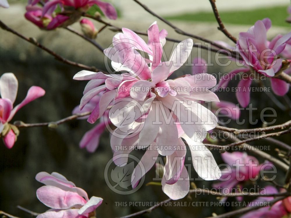 Magnolia Leonard Messel (Magnolia) 15  