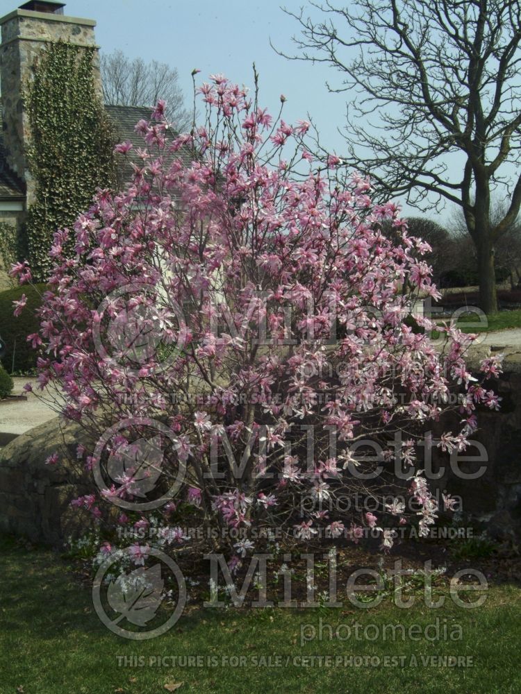 Magnolia Leonard Messel (Magnolia) 11  