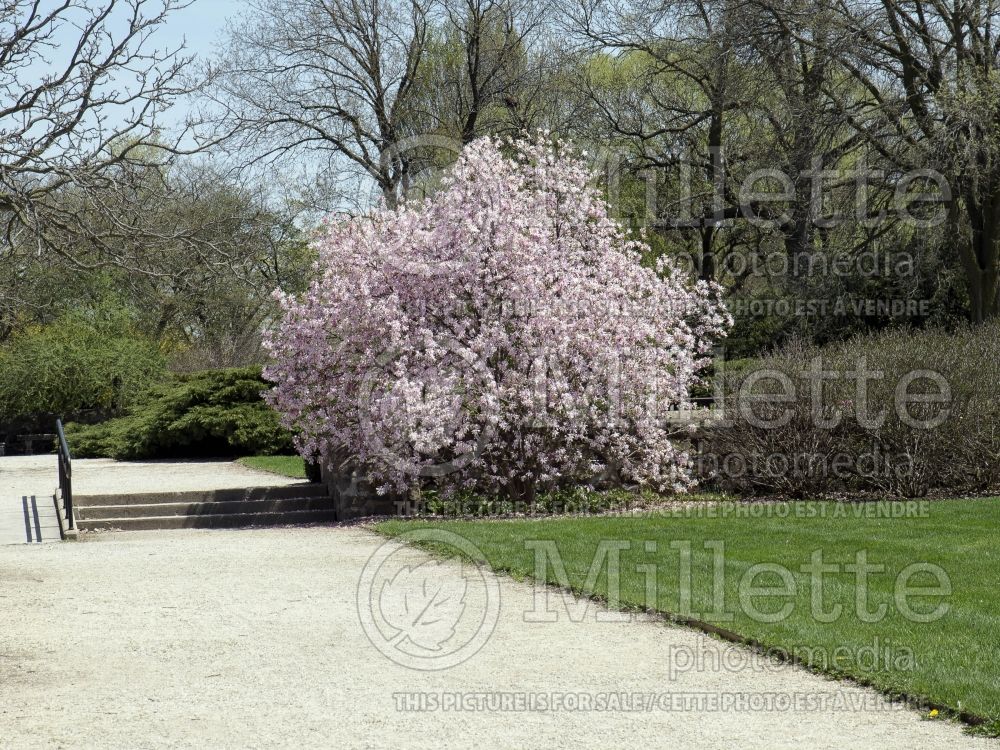 Magnolia Leonard Messel (Magnolia) 13  