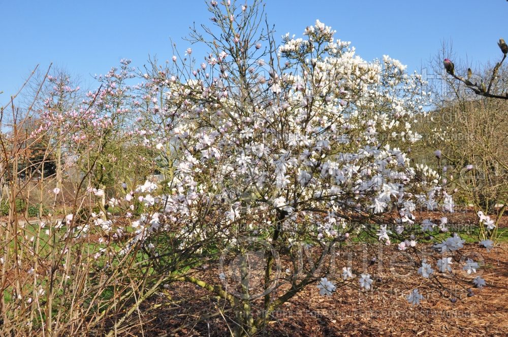 Magnolia Lesley Jane (Magnolia) 1  