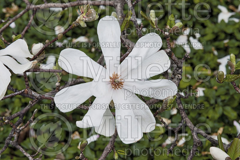 Magnolia Merrill (Tulip Tree) 5  