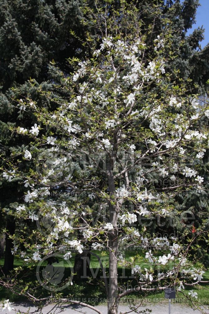 Magnolia Merrill (Tulip Tree) 6  