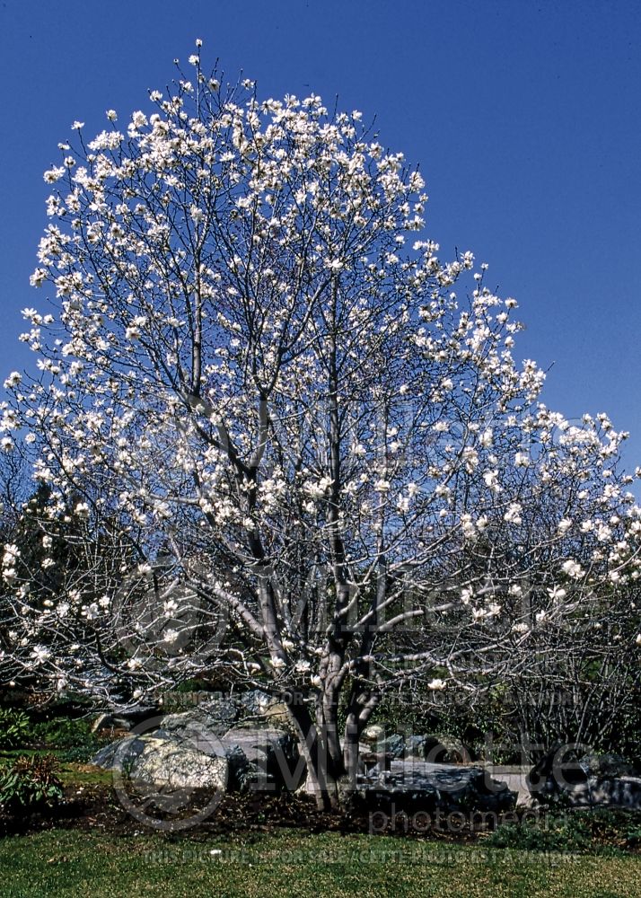 Magnolia Merrill (Tulip Tree) 4  