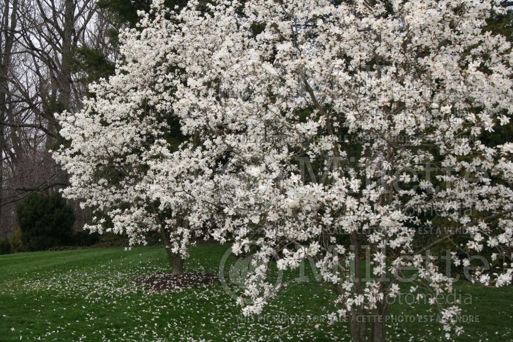 Magnolia Merrill (Tulip Tree) 7  