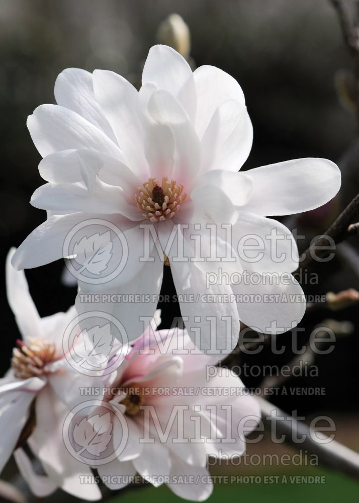 Magnolia Merrill (Tulip Tree) 9  
