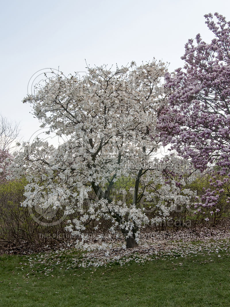 Magnolia Spring Snow (Magnolia) 1  