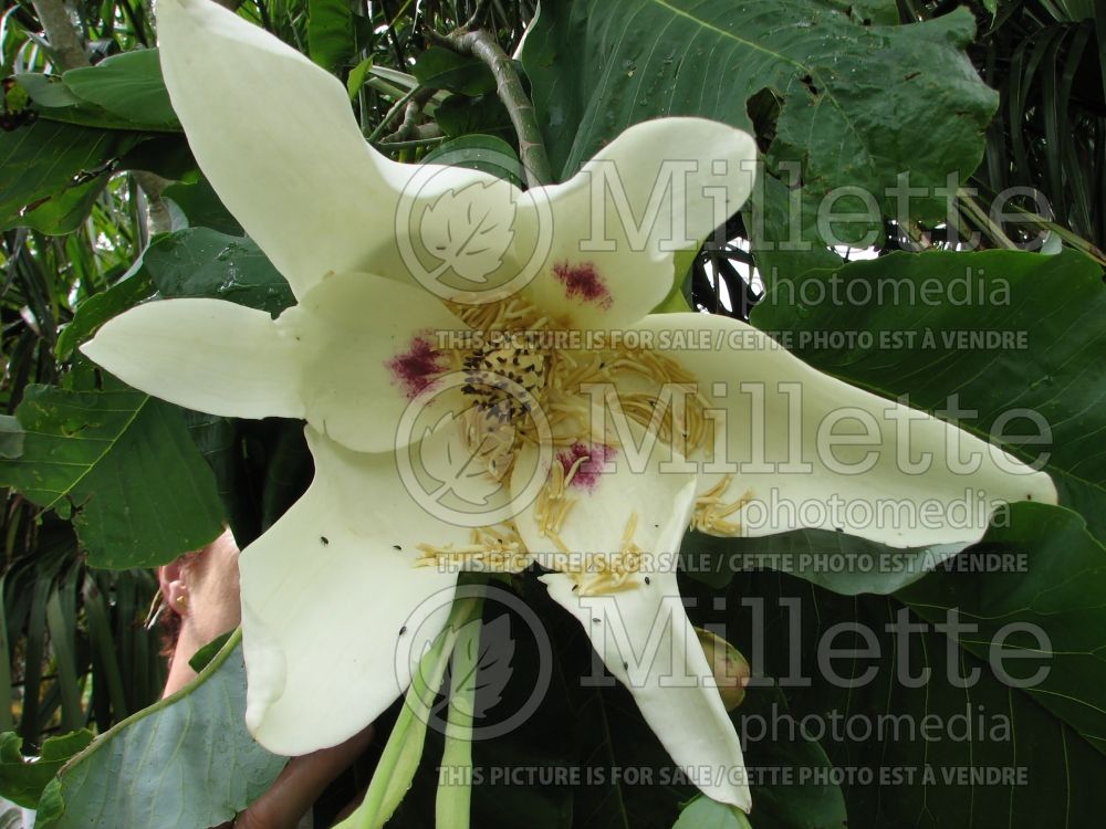 Magnolia macrophylla (Magnolia) 1  