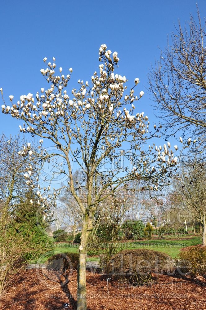 Magnolia Pickard's Opal (Magnolia) 1  