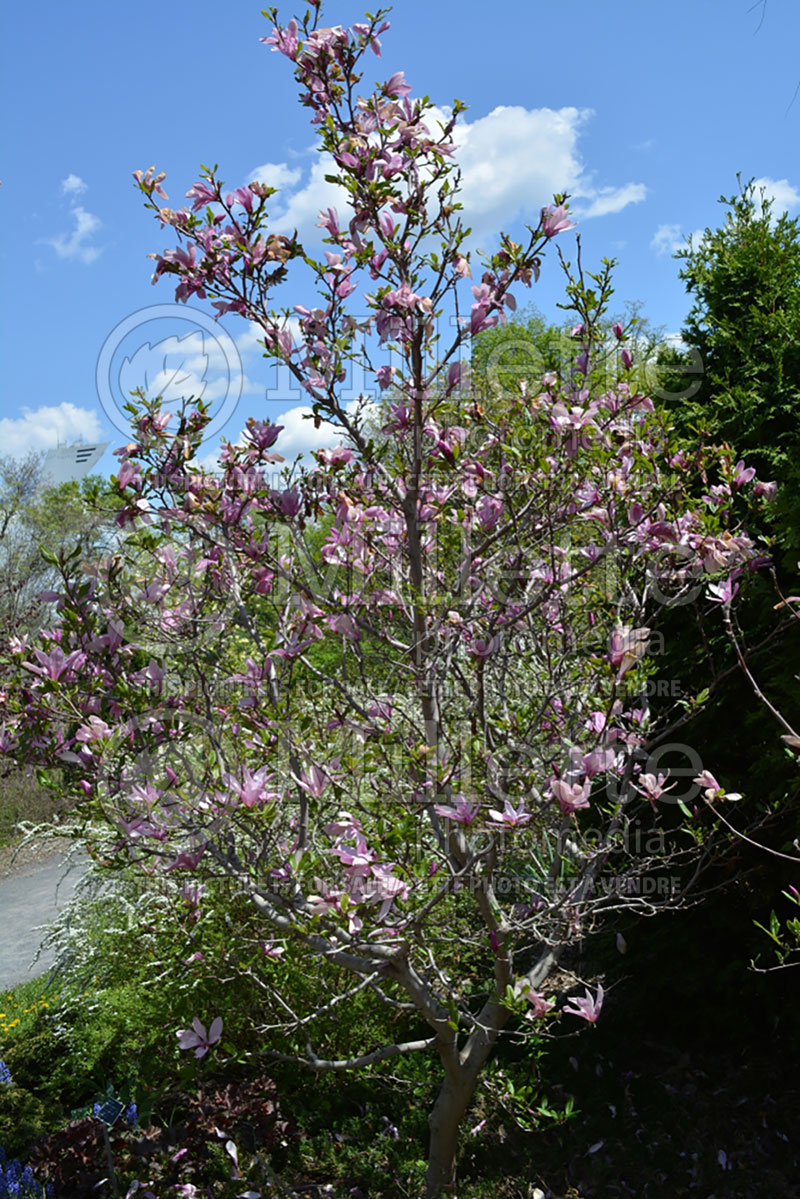 Magnolia Randy (Magnolia) 1  