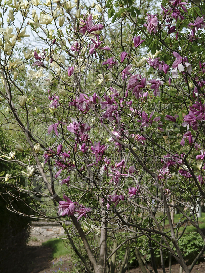 Magnolia Ricki (Magnolia) 1  