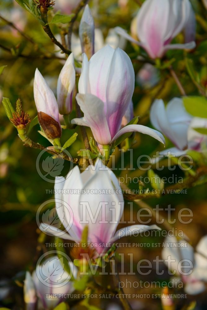 Magnolia Lilliputian (Magnolia) 1  