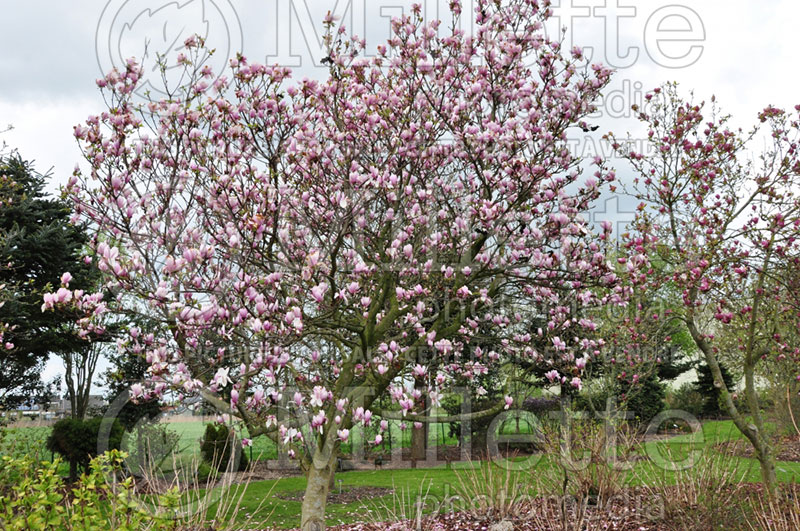 Magnolia Rose Superb (Magnolia) 1  