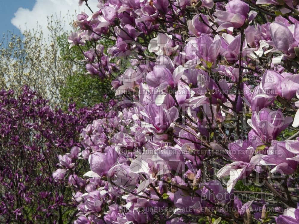 Magnolia Alexandrina (Magnolia) 2  