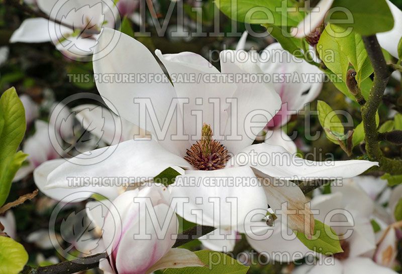 Magnolia soulangiana (Japanese Magnolia)   2