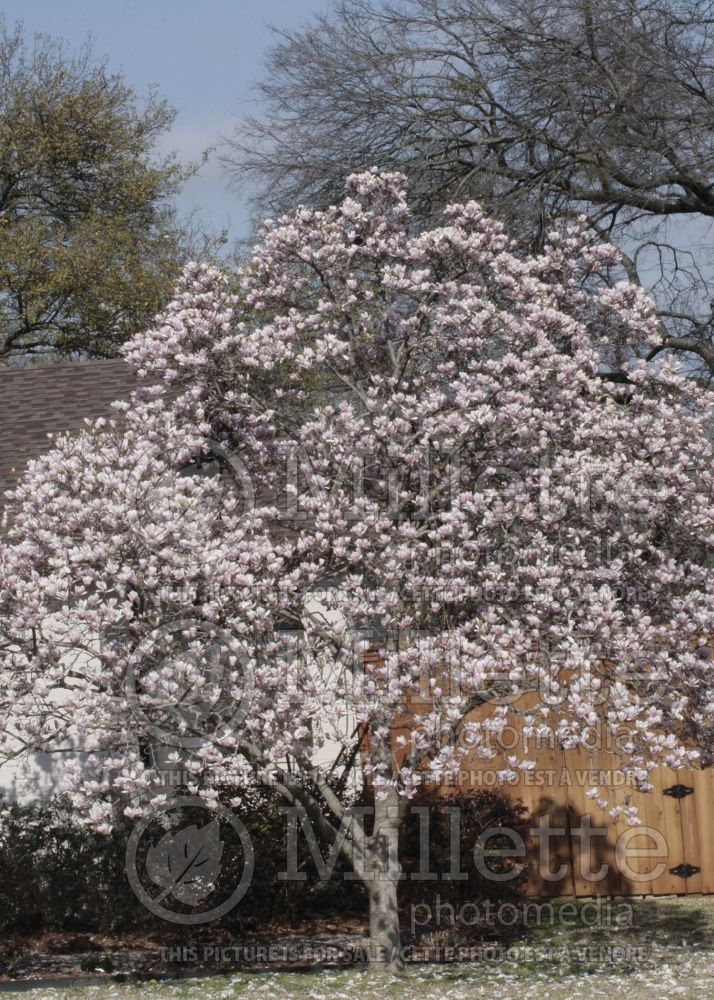 Magnolia soulangiana (Japanese Magnolia)   1