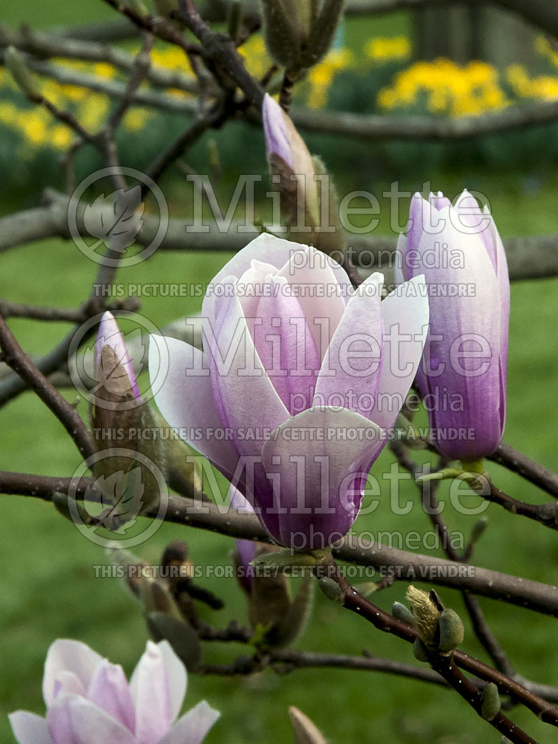 Magnolia Verbanica (Magnolia) 1  