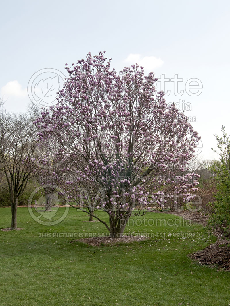 Magnolia Verbanica (Magnolia) 2  