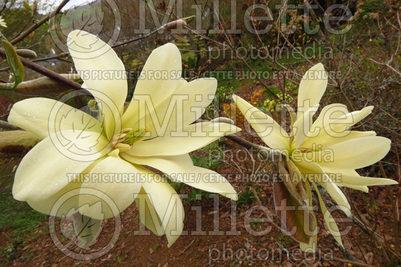 Magnolia Gold Star (Magnolia) 3 