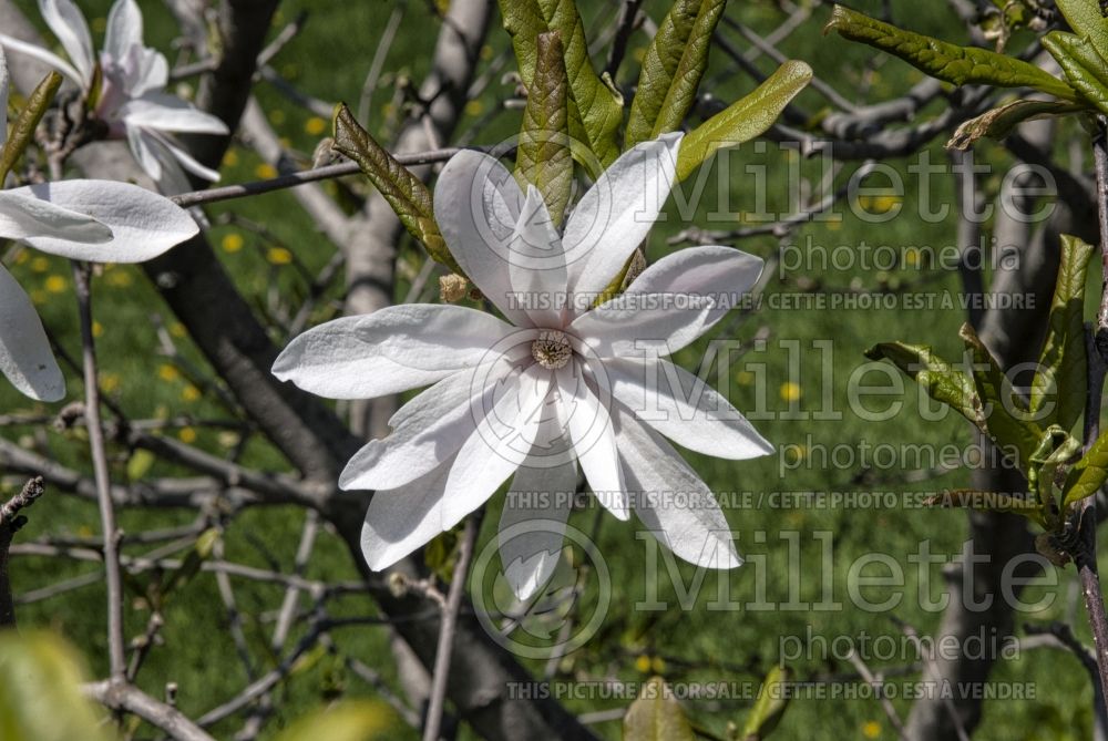 Magnolia Pink Star or Rosea (Magnolia) 2  