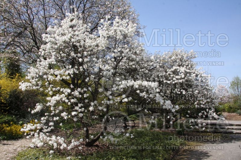 Magnolia Royal Star (Tulip Tree) 1