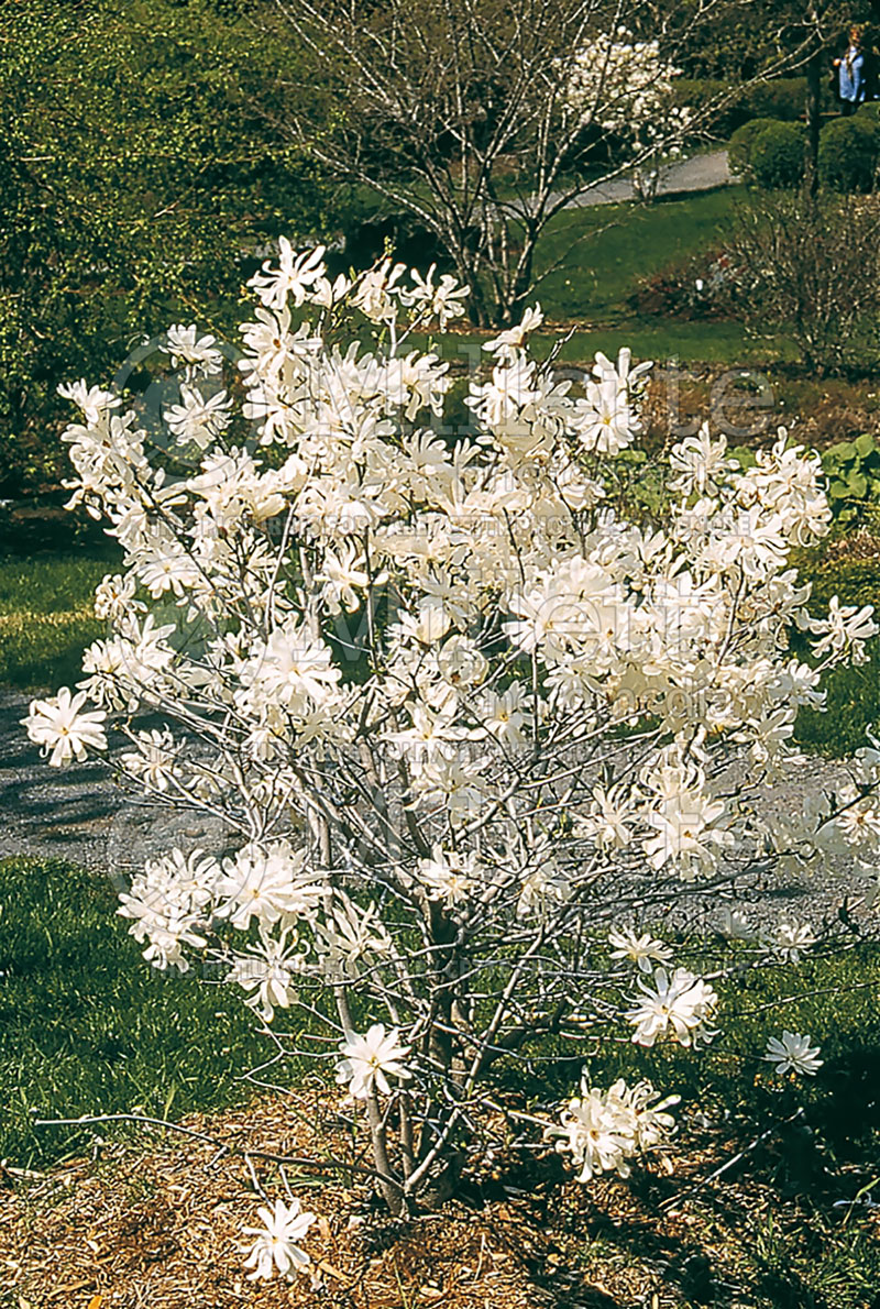 Magnolia Royal Star (Tulip Tree) 5