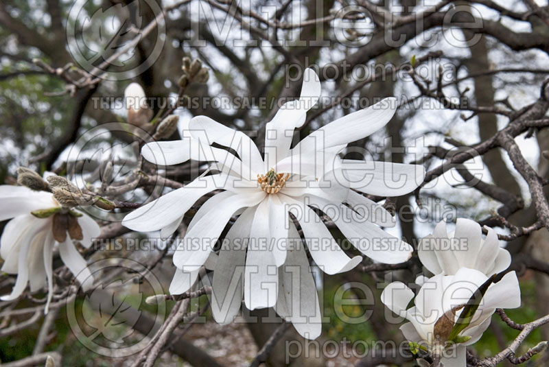 Magnolia Royal Star (Tulip Tree) 6