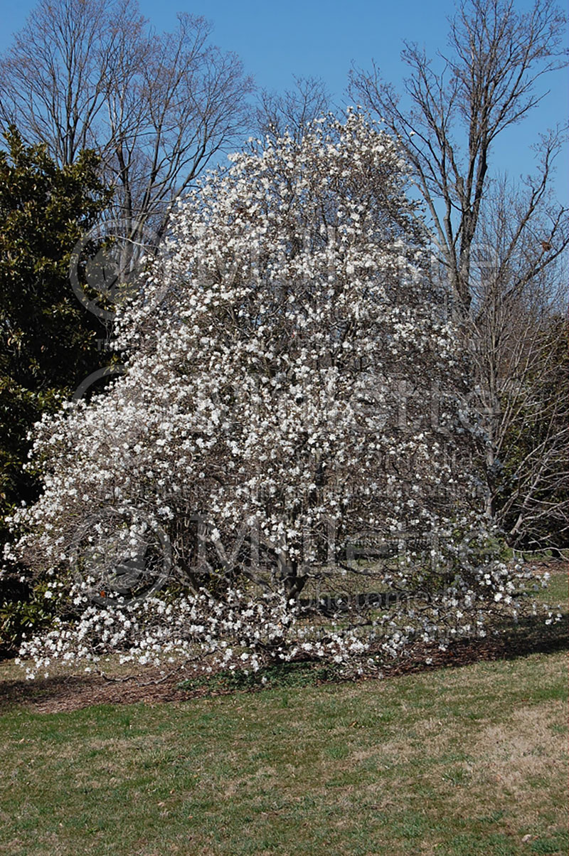 Magnolia Royal Star (Tulip Tree) 8