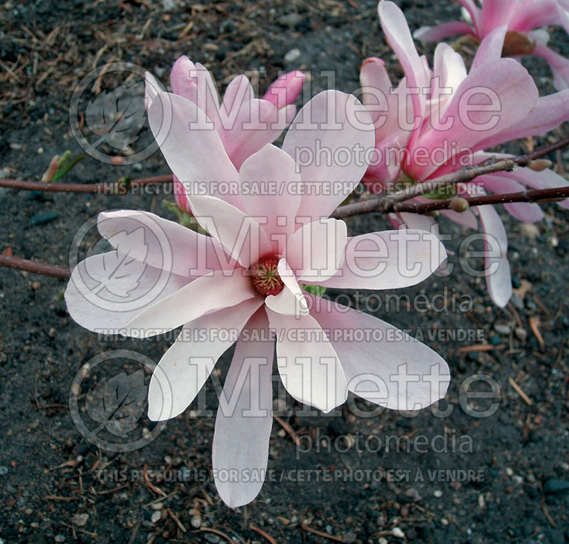 Magnolia Royal Star (Tulip Tree) 3