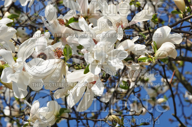 Magnolia Two Stones (Magnolia) 1  